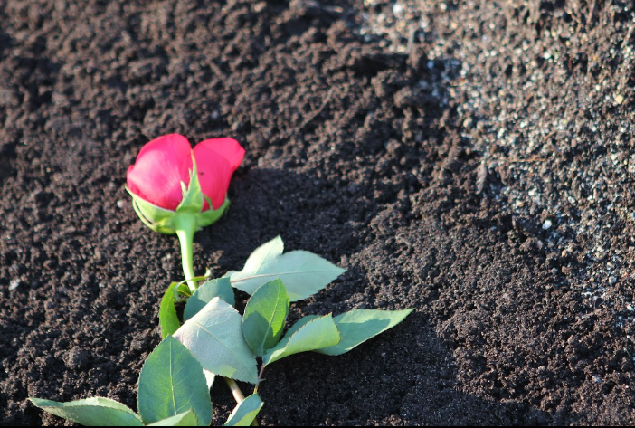 Ecological burial — North Star Funeral Services Montreal