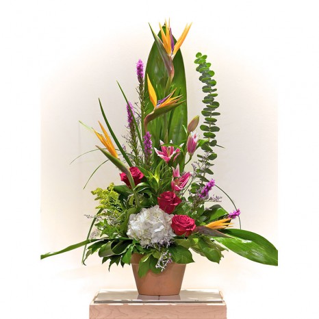Mb 04 bird of paradise